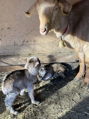 Vând capre tinere cu câte doi iezi - imagine 3