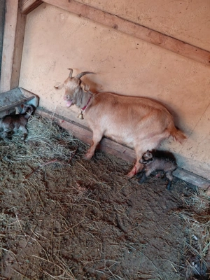 Vând capre tinere cu câte doi iezi - imagine 2