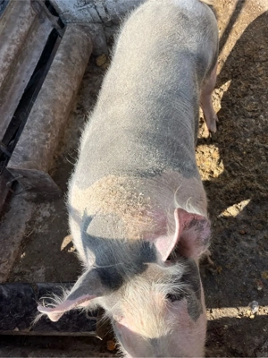 Purcia de vanzare - imagine 3