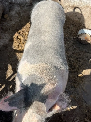 Purcia de vanzare - imagine 2