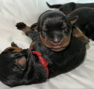 Pui de rottweiler disponibili și sănătoși, în căutarea unui nou cămin - imagine 4