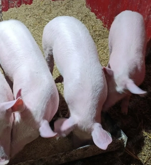 Soldani de vânzare  - imagine 3