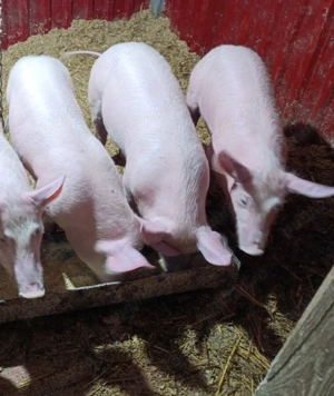 Soldani de vânzare  - imagine 4