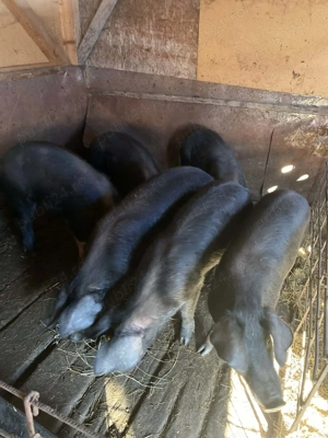 Vând porci, aproximativ 80 kg - imagine 2