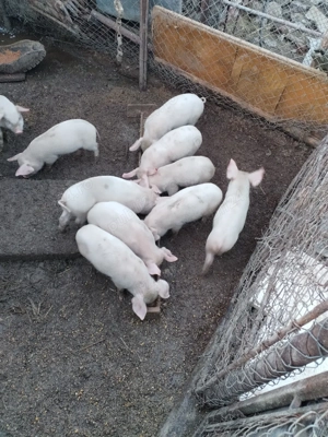 purcei de 6 săptămâni  - imagine 3