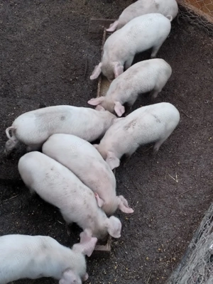 purcei de 6 săptămâni  - imagine 2