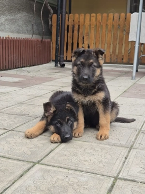 Cateluse ciobănesc german  - imagine 2