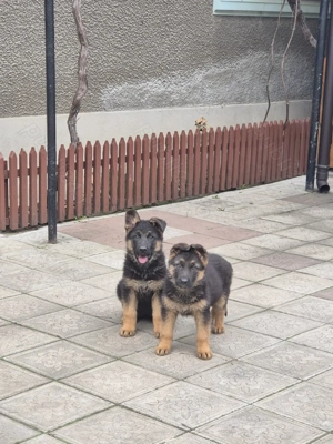 Cateluse ciobănesc german  - imagine 3