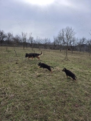 Cateluse ciobănesc german  - imagine 4