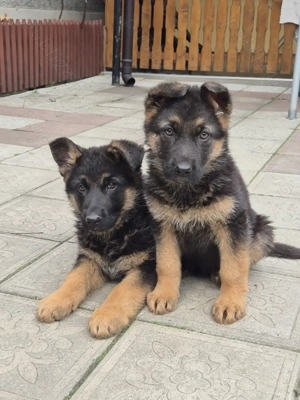 Cateluse ciobănesc german  - imagine 5