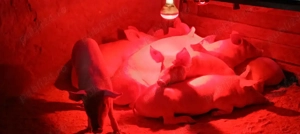 vând purcei  - imagine 3