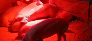 vând purcei  - imagine 4