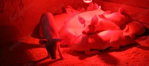 vând purcei  - imagine 2