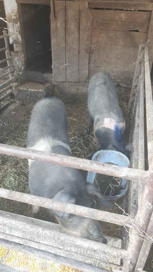 Porci bazna - imagine 5