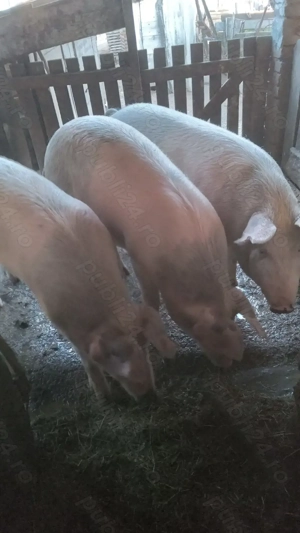Porci de vanzare  - imagine 4