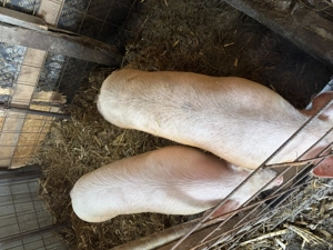 Vand Porci crescuți în gospodărie (2buc) - imagine 3