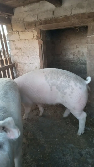 Porci de vanzare  - imagine 3