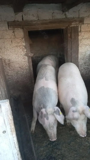 Porci de vanzare  - imagine 2