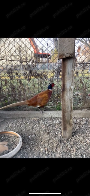 Fazan comun - imagine 2