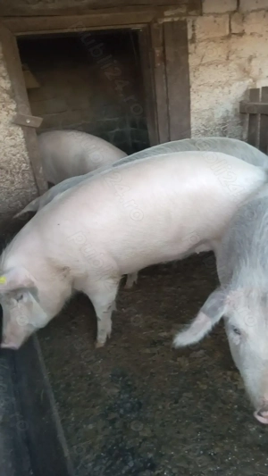 Porci de vanzare  - imagine 5