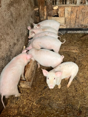 purcei de vanzare - imagine 3