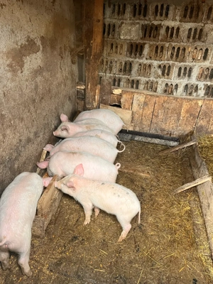 purcei de vanzare - imagine 2