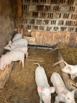 purcei de vanzare - imagine 4