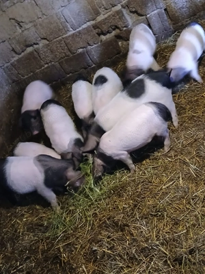 purcei de vanzare - imagine 4