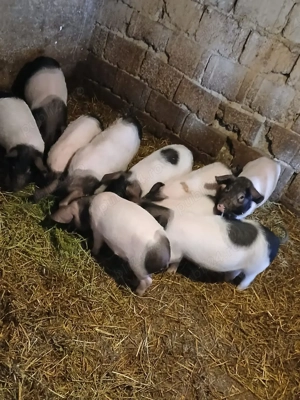 purcei de vanzare - imagine 2