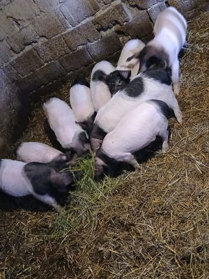 purcei de vanzare - imagine 3