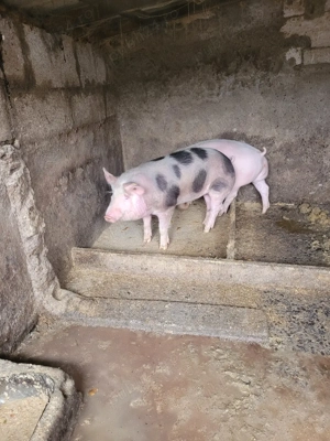 porci de vanzare. - imagine 4