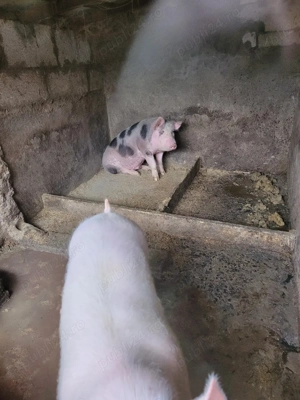 porci de vanzare. - imagine 3