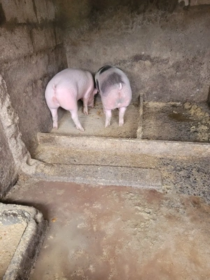 porci de vanzare.
