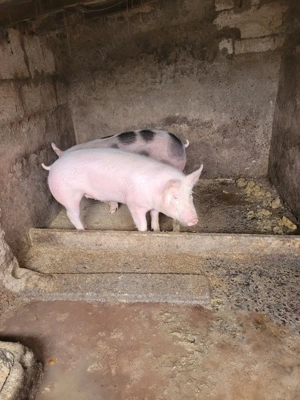 porci de vanzare. - imagine 5