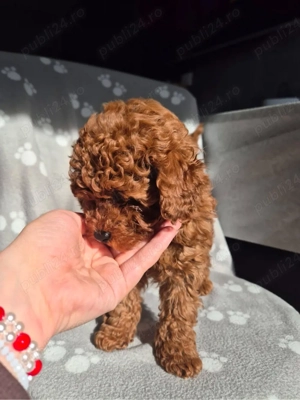 Poodle Toy Teddy Bear Red intens - imagine 2