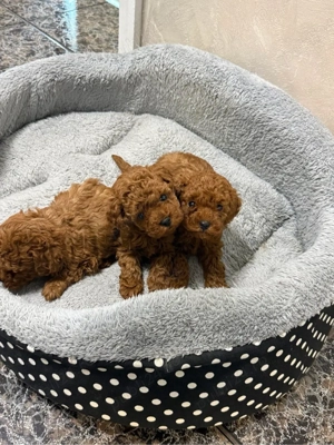 Poodle Toy Teddy Bear Red intens - imagine 3