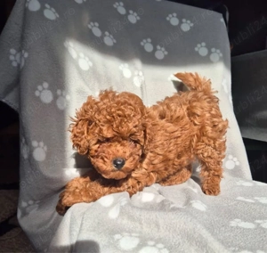 Poodle Toy Teddy Bear Red intens - imagine 4