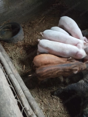 De vânzare purcei metis - imagine 2