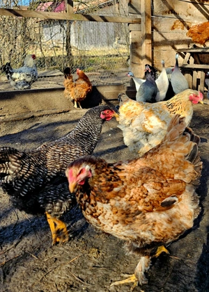 Gaini, cocosi si ratoi - imagine 3