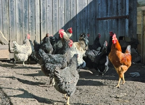 Gaini, cocosi si ratoi - imagine 2