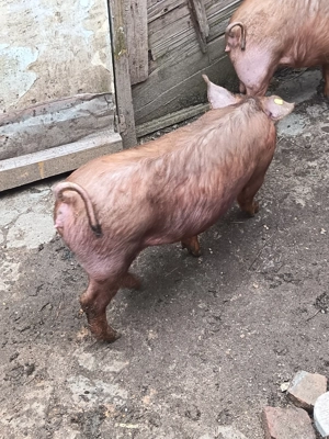 Vând duroc  - imagine 2