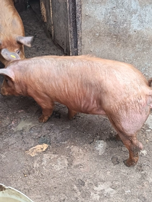 Vând duroc 