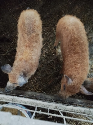 Grăsuni și porci mangalita