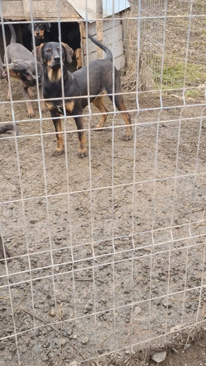 Câini de vânătoare  - imagine 2