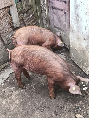 Vând duroc  - imagine 3