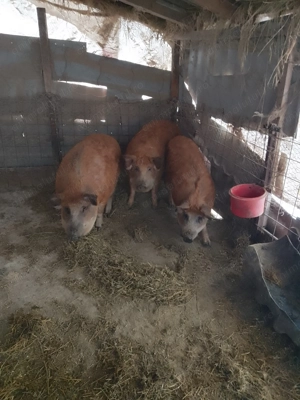 grăsuni și porci mangalita - imagine 2