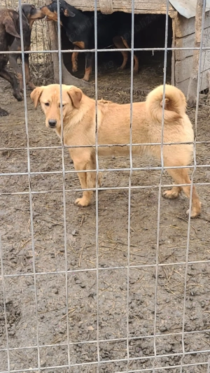 Câini de vânătoare  - imagine 3