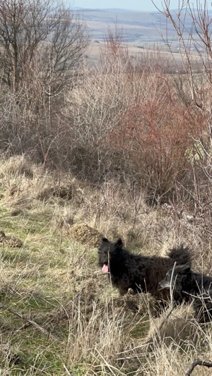 femela de intors garantata  - imagine 2