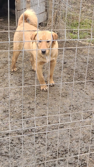 Câini de vânătoare  - imagine 5