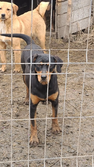 Câini de vânătoare  - imagine 4